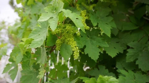 Immature grape sprouts and tiny grapes, Vídeos de archivo 109972473