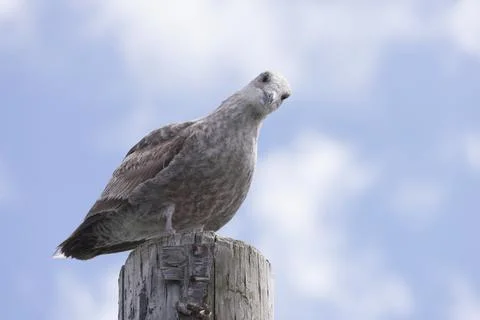 Immature Herring Gull on Post. Stock Photos
