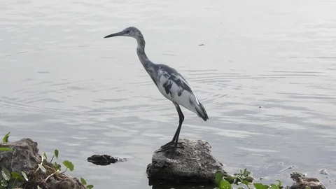 Immature Little Blue Heron Stock Footage