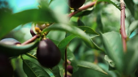 Immature nectarine on a tree Stock Footage 132622513