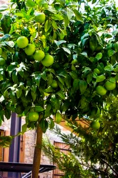 Immature oranges on the tree Stock Photos