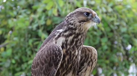 An immature peregrine falcon. Falco peregrinus Stock Footage