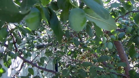 Immature plum fruit on the branches of a tree Stock Footage 78054145