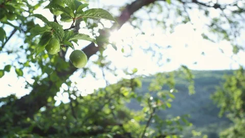 Immature plum tree Vidéo 111575355