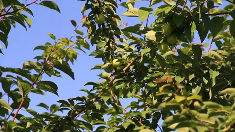 Immature plums on branches Stock Footage 123709831