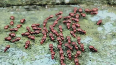 Immature red-eyes bugs #2 Stock Footage 222327863