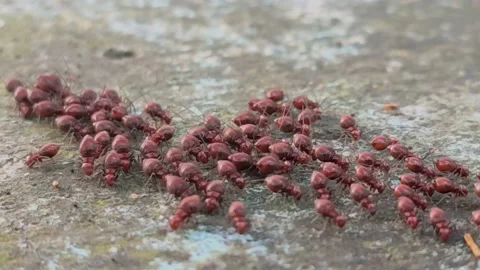 Immature red-eyes bugs Stock Footage 222327734