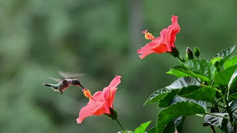 Immature Ruby-throated Hummingbird accessing Hibiscus flowers Stock Footage 313526350