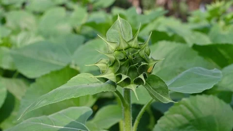 Immature sunflower close up at horizontal composition Stock Footage 238875501
