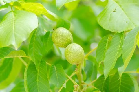 Immature walnuts Stock Photos
