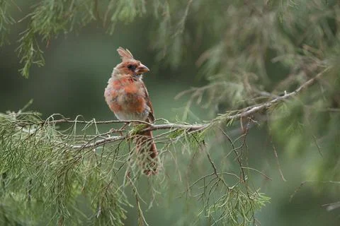 ImmatureCardinal Stock Photos