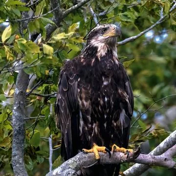 Immaturity stage bald eagle sitting alert on a high tree limb in natural woodlan Stock Photos