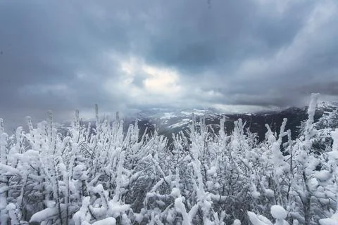 Immediately after snowfall again on the branches of the plants Stock Photos