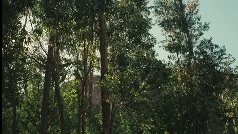 Immense eucalyptus trees in the Cotahuasi Valley. Stock Footage 344549036