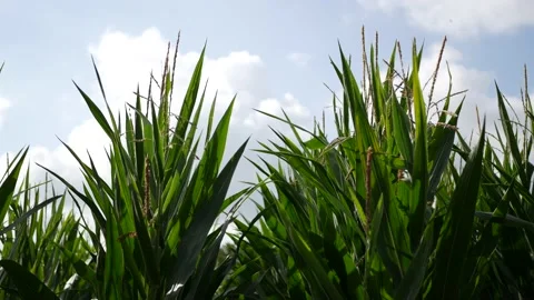 Immense field of corn cobs. Organic farming. Tilt real time 4K Video stock 137103829