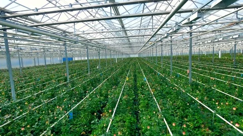 Immense greenhouse generating a lot of flowers. Stock Footage