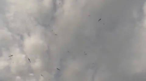 Immense Swarm of Mosquito Descends on an Empty Beach Dzharylgach Island 스톡 동영상 58360029