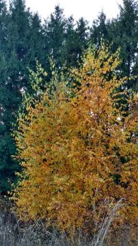 Immensity Stock Photos