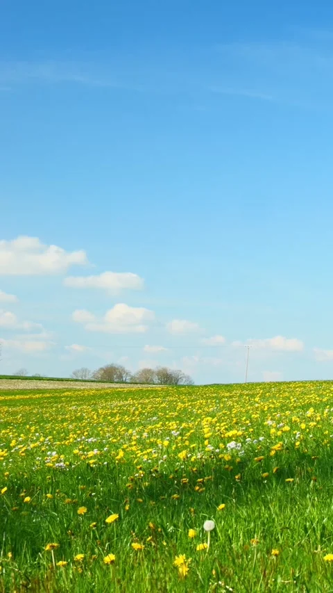 Immerse Yourself in the Beauty of Spring as Dandelions Blossom on a Green Mea Stock Footage 309223644