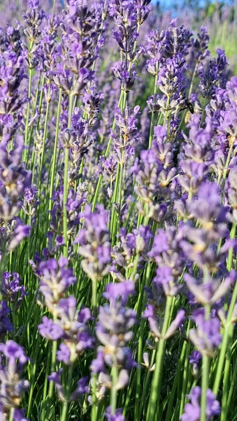 Immerse yourself in the calming beauty of blooming lavender fields. Stock Footage 337263262