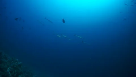 Immerse yourself captivating view of underwater world and fish in slow motion. Stock Footage 235630491