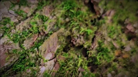 "Immerse yourself in the magical world of nature with my amazing macro shot vide Video stock 271314523