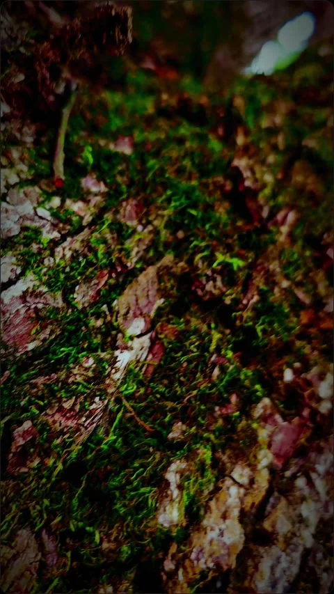 "Immerse yourself in the magical world of nature with my amazing macro shot vide Video stock 271314545
