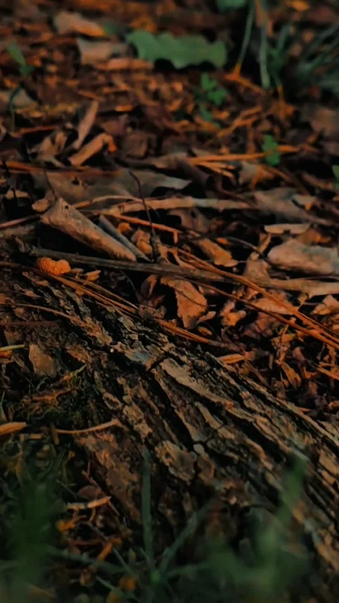 "Immerse yourself in the magical world of nature with my amazing macro shot vide Video stock 271314547