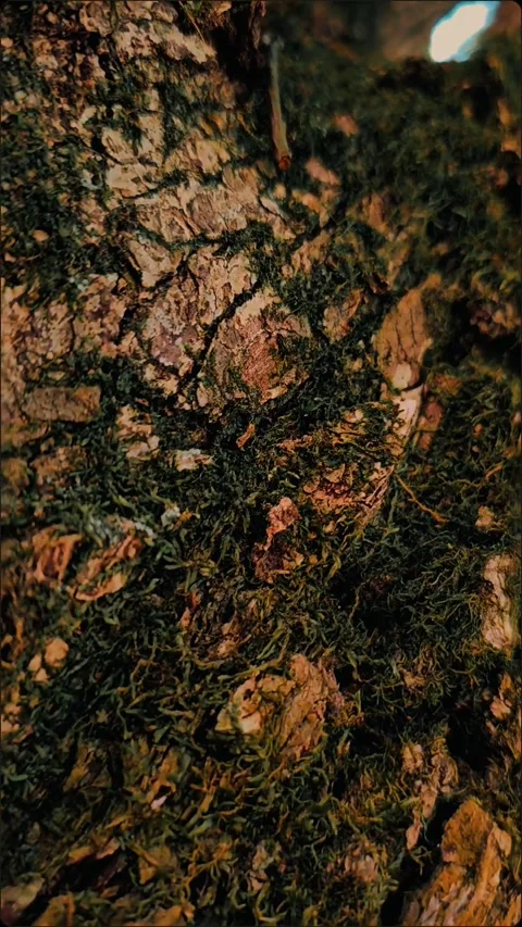 "Immerse yourself in the magical world of nature with my amazing macro shot vide Video stock 271314548