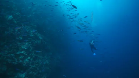 Immerse yourself in peacefulness of school of fish and corals in slow motion. Stock Footage 235632633