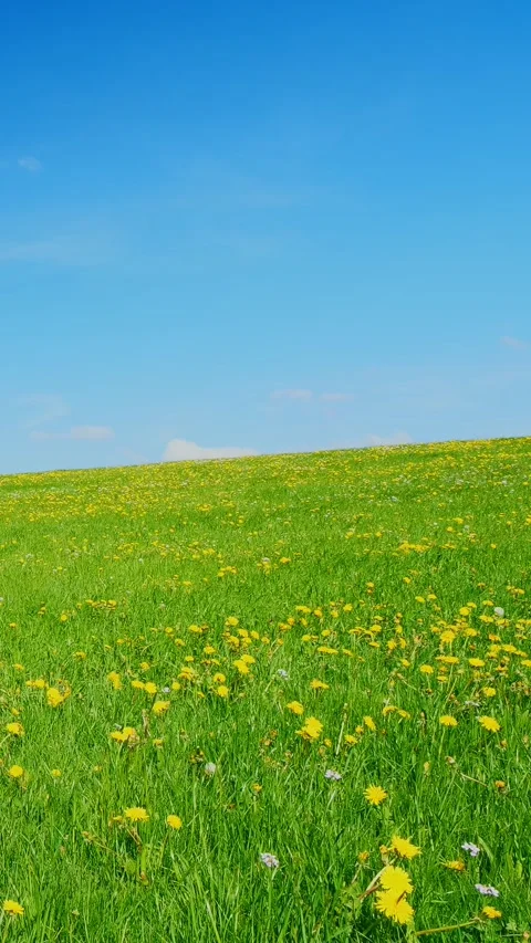 Immerse Yourself in the Relaxing Timelapse of a Spring Meadow with Dandelions Video stock 309218054