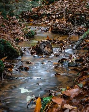 Immerse yourself in the tranquility of an autumn forest with this captivating Foto stock