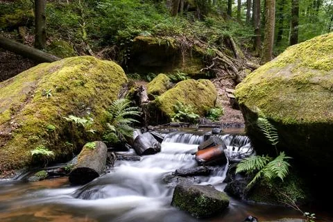 Immerse yourself in the tranquility of an enchanted forest scene, featuring a Stock Photos