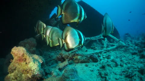Immerse yourself in tranquility of fish around SS Thistlegorm in slow motion. Video stock 235629430