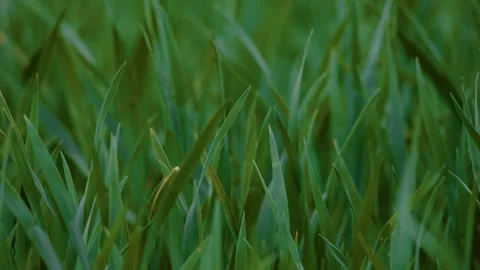Immerse yourself in the tranquility of a lush, vibrant green grass field gently Stock Footage 309335750