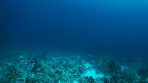 Immerse yourself in wonder of of fish and corals in slow motion. Stock Footage 235632120