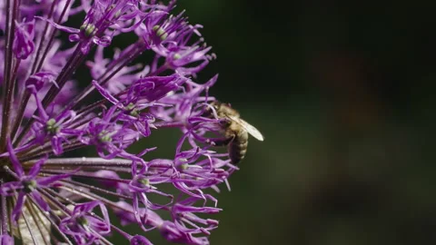 Immerse yourself in the world of bees and blossoms as they engage in the Stock Footage 244636669