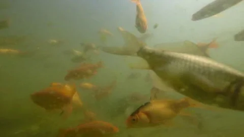Immersed among goldfish Stock Footage 69085849