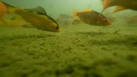 Immersed among goldfish Stock Footage 69085866