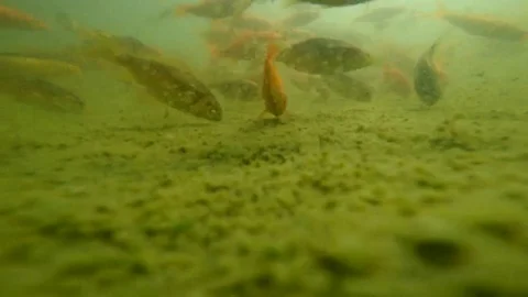 Immersed among goldfish Stock Footage 69085879
