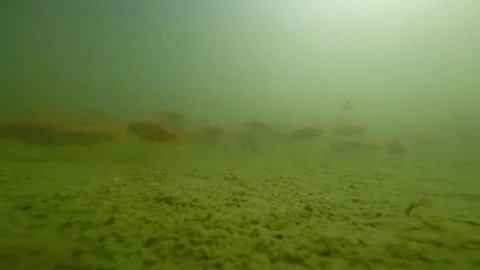 Immersed among goldfish Stock Footage 69085924