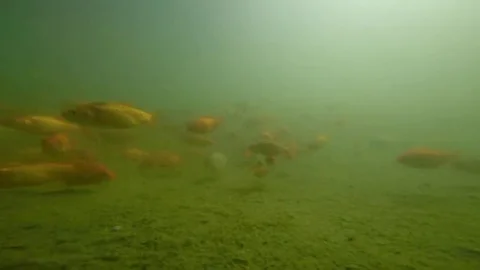 Immersed among goldfish 스톡 동영상 69085962