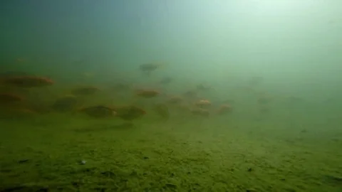 Immersed among goldfish Stock Footage 69085967