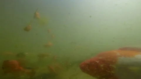 Immersed among goldfish Stock Footage 69085969