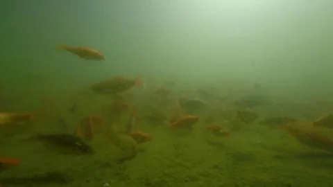 Immersed among goldfish Stock Footage 69086160