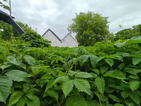 Immersed in greenery Stock Photos