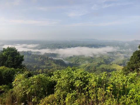 Immersed in Nature's Canopy of Trees, Clouds, and Fog Stock Photos