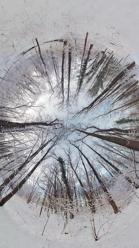 Immersive 360-Degree Winter Forest Experience A Snowy Wonderland Adventure Stock Footage 275397933