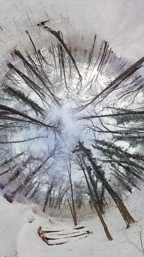 Immersive 360-Degree Winter Forest Experience A Peaceful Snowy Wonderland Stock Footage 275504565