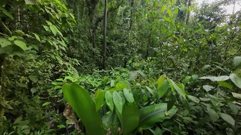 IMMERSIVE aerial drone DESCENDING thru the lush jungle to a STREAM FLYOVER Stock Footage 249705053